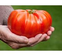 25 semi di ortaggi Big Tomato Seeds ONLY