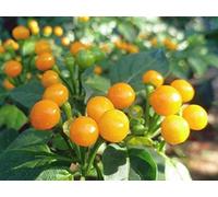 25 Semi di Peperoncino Aji Charapita - SemiSelvaggio Permacultura