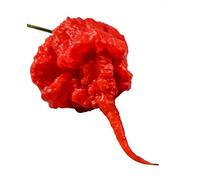 25 SEMI DI PEPERONCINO CAROLINA REAPER HP22B WORLD RECORD COME PIU' PICCANTE AL MONDO