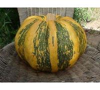 25 semi di Tonda Padana zucca - Cucurbita Maxima