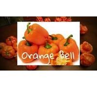 (25+) Semi Peperone arancione Seeds ONLY