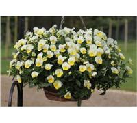 25 Semi Trailing Pansy Freefall Cream Hanging Semi Basket Primavera: Seeds:packing seeds only