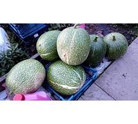 25 Semi X Shark Fin Melon Shark Fin Semi di Melon Seeds ONLY