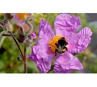 25 Tauric Rock Rose, (semi) Cistus incanus ssp. tauricus
