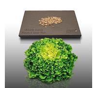 250 graines à semer - Le Grenier d'Abondance - CHICOREE SCAROLE Blonde à cœur plein - Cichorium