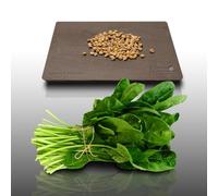 250 graines à semer - Le Grenier d'Abondance - EPINARD Matador - Spinazia oleracea