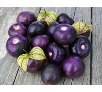 250+ Graines de Tomatillo du Mexique Pourpre, Physalis Ixocarpa Purple seeds Seeds ONLY