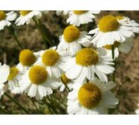 250 Grani di Camomilla Romana (Chamae Melum Nobile) G847 Grani di Camomilla Romana