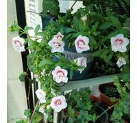 250 pezzi balcone di semi di prato semi selvatici jardín prato jardín balcone esotico