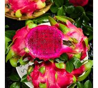 250 pezzi Semi del drago per balcone semi biologici, colonnari piccolo per donne, balcone