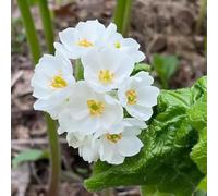250 pezzi Semi di Diphylleia grayi, semi del prado Le rocce giardino sono resistenti giardino giardino copertura
