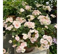 250 pezzi semi di geranio perenne - giardino di giardino interno, semi perenni resistenti che coprono il suolo, prato,