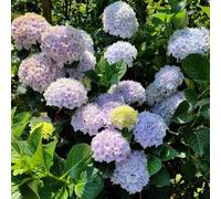 250 pezzi semi di ortensia - balcone balcone, semi interni esotici, decorazione giardino