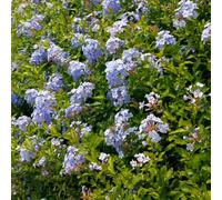 250 pezzi semi di piombago auriculata decorazione con semi giardino balcone perenne resistenti giardino per uomini,