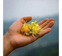 250 pezzi semi di scalatrici - scalatrici resistenti, di madreselva balcone resistenti giardino per uomini semi pradera