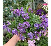 250 pezzi semi elfenspiegel - giardino di rare di giardino resistenti Le ombre sono resistenti