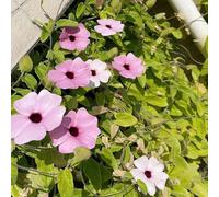 250 pezzi semi resistenti di susanne occhi neri decorazione vegetale perenne resistenti balcone tetti verdi giardino rocce, semi