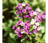 250 pezzi Semi resistenti perenni pietra - del balcone di balcone, perenni resistenti, decorazione