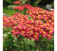 250 Seeds - Y- Achillea- rosso Rubra Seeds ONLY