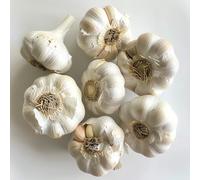 250 Semi di Aglio Bianco - SemiSelvaggio Permacultura