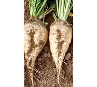 250 semi di barbabietola da zucchero dal giardino Barbabietola da zucchero