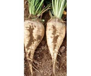 250 semi di barbabietola da zucchero dal giardino Barbabietola da zucchero