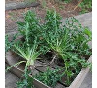 250 Semi di Cardo Selvatico da Coltivare - Semi di Cardo Rustico per Orto, Giardino e Aiuole - Pianta Selvatica Ornamentale e Tradizionale - Ideale per Coltivazione Naturale