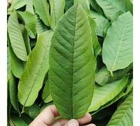 250g Tisana Cinese Originale Biologica Con Foglie Di Guava Vegana Senza Caffeina Profumata Tisana Cinese Ai Fiori Tisana Biologica Senza Additivi Tisana Verde Fredda Alla Frutta (250g)