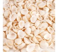 250Pcs Conchiglie Decorative, 2-3,5cm Mestieri di Decorazione di Conchiglie | Conchiglia Naturali di Piccole Dimensioni da Spiaggia, Conchiglia Marine Bianche per Artigianato Vasi Riempitivi (500g)