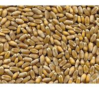 25Kg Grano Tenero da macina-MOLINO ZAPPALA'