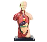 27.9cm Umana Corpo Modello per Kidshuman Torso Anatomia Modello Toys8 Pezzi
