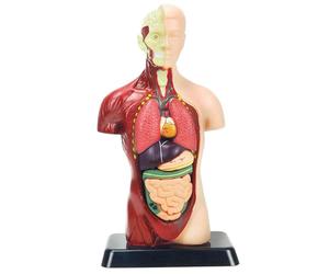 27.9cm Umana Corpo Modello per Kidshuman Torso Anatomia Modello Toys8 Pezzi