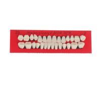 28 pezzi/set Realistico Realistico Denti in Resina Modello Protesi Durevole Universale Falsi Denti Educativi Strumento di insegnamento Superficie Liscia
