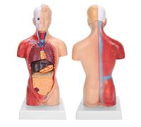 28cm Anatomia del torso umano, elementi rimovibili Modello realistico, modello di assemblaggio anatomico 4D di organi umani for l'insegnamento dell'istruzione