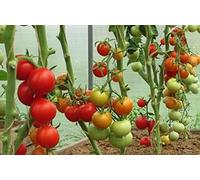 2g / 40 i semi di pomodoro Apple Terme:Seeds:packing seeds only