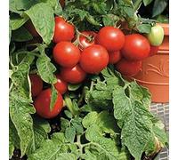 2g / 40 semi di pomodoro Dubok