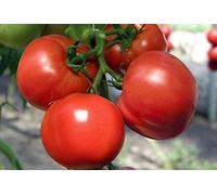 2g / 40 semi di pomodoro Yamal