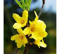 2raines de Forsythia Suspensa, Weeping Forsythia Seeds Seeds ONLY