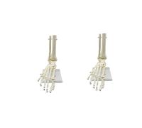 2X 1:1 Scheletro Umano Anatomia del Piede Modello Piede E Caviglia Con Gambo Modello Anatomico Anatomia Risorse Didattiche