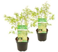 2x Acer Palmatum 'Butterfly' - Acero giapponese - Arbusto - Resistente - ø13 cm - 20-25 cm