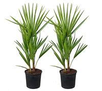 2x Chamaerops Humilis - Palma nana europea - Palma - Resistente all'inverno - ⌀15 cm - 50-60 cm