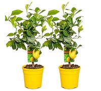 2x Citrus limon - Limone - Albero da frutto - Sempreverde - ⌀19 cm - 60-70 cm