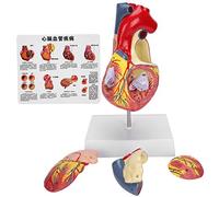 2x Dimensione della vita Modello di cuore umano, simulazione di insegnamento anatomico, replica di organi dettagliati per l'educazione medica, dimostrazioni in classe, formazione