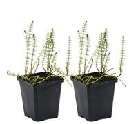 2x Hippuris Vulgaris - Erba a Coda di Cavallo - Facile da Curare - Zona 2-5 - ⌀11cm - 15-25 cm