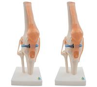 2X Modello Anatomico di Articolazione del Ginocchio con Legamenti, un Grand7141