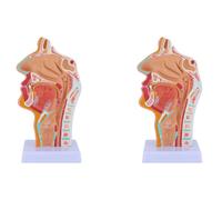 2X Modello di Anatomia Della Della Cavità Nasale Modello Anatomico Uma5587