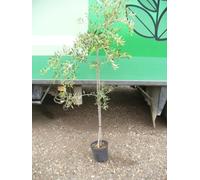 2x olivo, Olea europaea alta circa 135-150 cm,