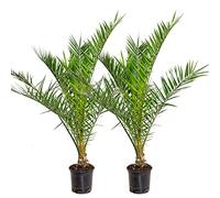 2x Phoenix Canariensis - Palma da dattero delle Canarie - Palma - Resistente - ⌀19 cm - 80-100 cm