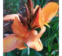 3 Canna indica gigante fiori Arancine Foglie Rosse Gig altezza più di 2 m