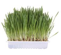 3 confezioni di ciotola d'erba per gatti Trixie, 3 x 100 g